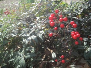 Nandina_berries