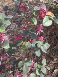 Loropetalum_1