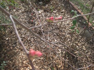 Quince_Buds