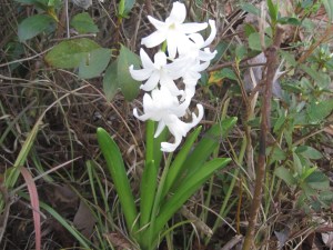White hyacinth