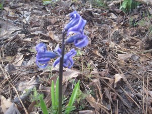 purple hyacinth
