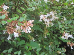 bush with white flowers