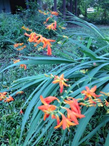 orange flowers 1
