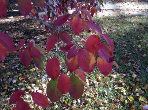 The dogwoods are changing, too.