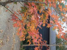The Japanese maple is turning colors.