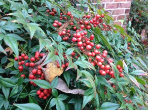 The nandinas have their red berries now.