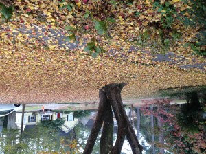 The leaves have all fallen from the popcorn tree.
