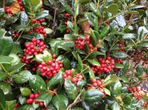 The hollies have their red berries, too.