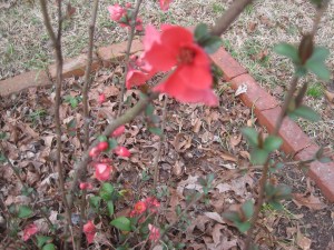 blooming_quince