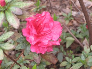 Azalea_Blooming