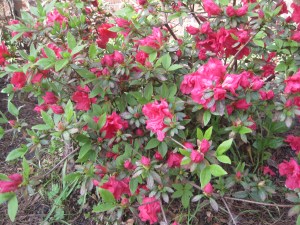 azaleas