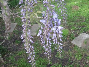 wisteria