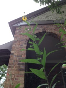 gardening mystery 9 stalk