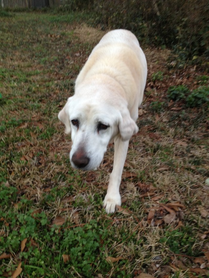 Deep Southern Gardening: My Old Yellow&nbsp;Dog