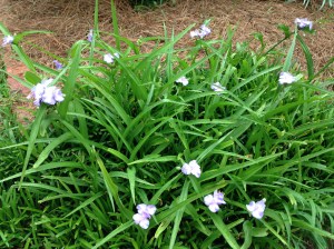 purple flowers in monkey grass