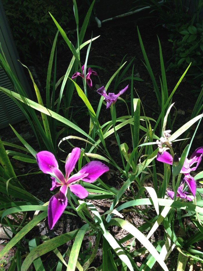 Deep Southern Gardening Mystery&nbsp;#9