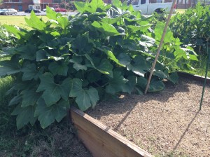 huge-squash-dead-beans