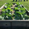 collards in garden