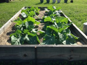 collards in garden