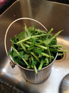 stems-of-collards