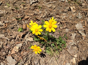 yellow flower at Chewacla