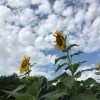 2019-07-08 sunflowers