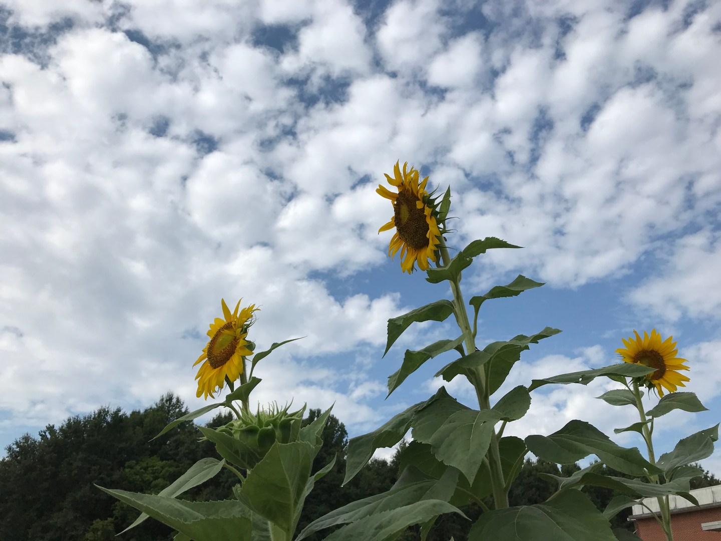 sunflowers on sky