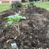 2019-10-29 collards