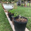 2019-10-29 plants