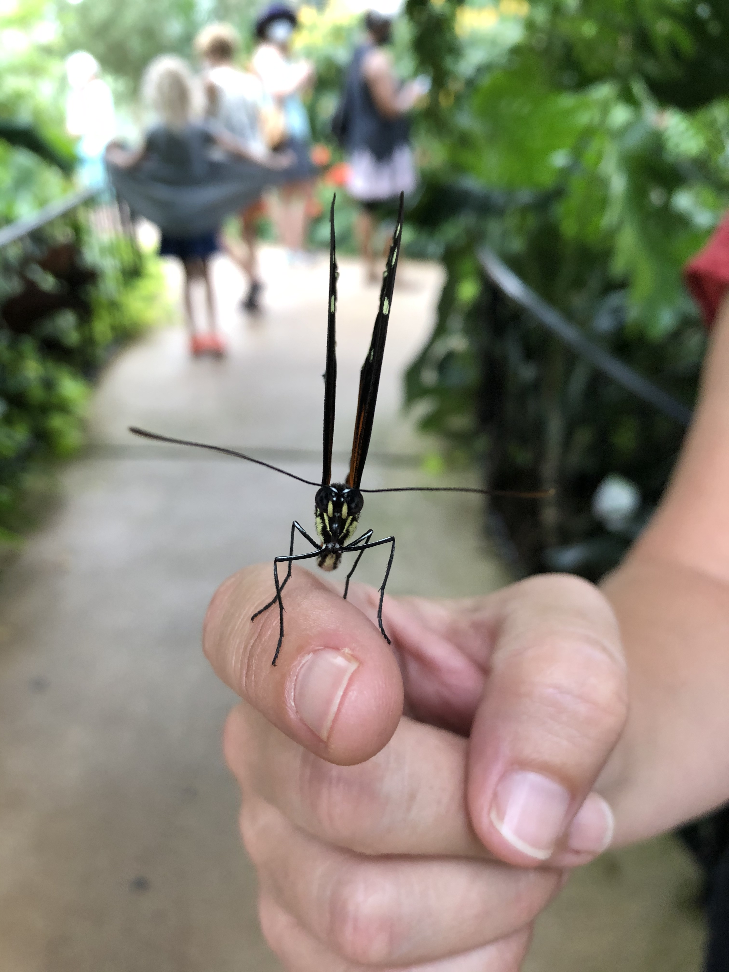 Butterfly Callaway Gardens Georgia 2019