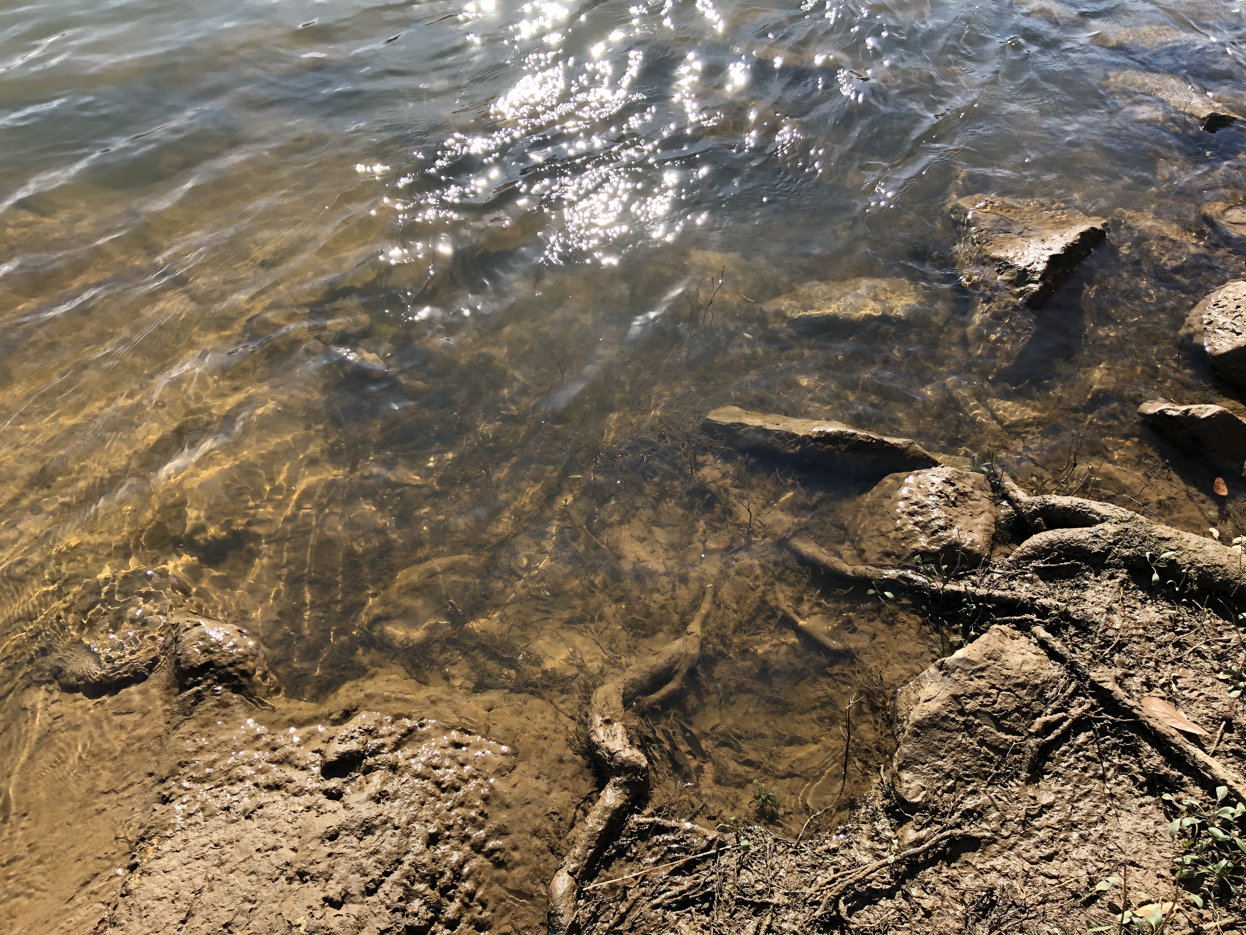 Jackson Lake Island Alabama