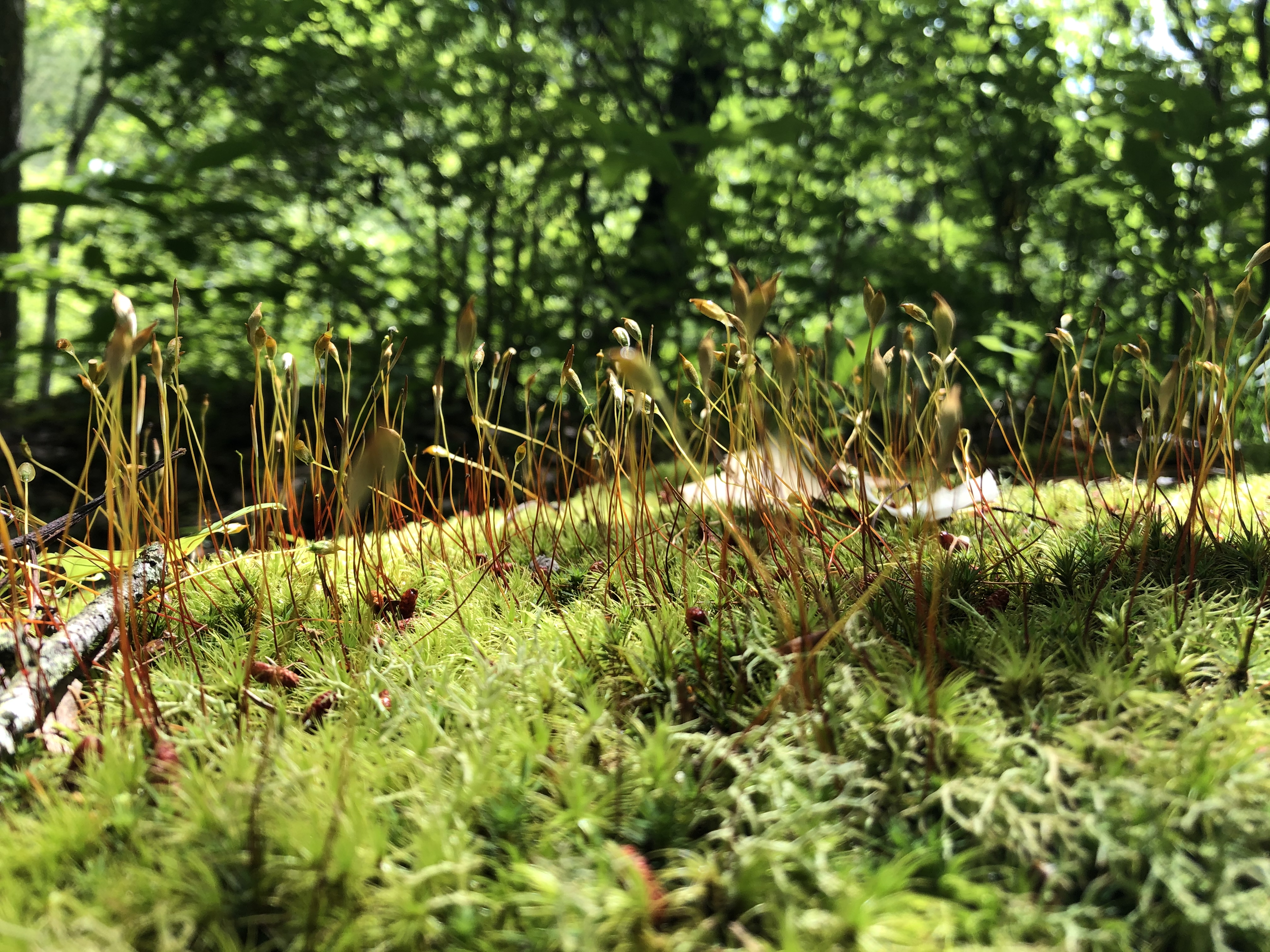 forest floor DeSoto State Park Alabama