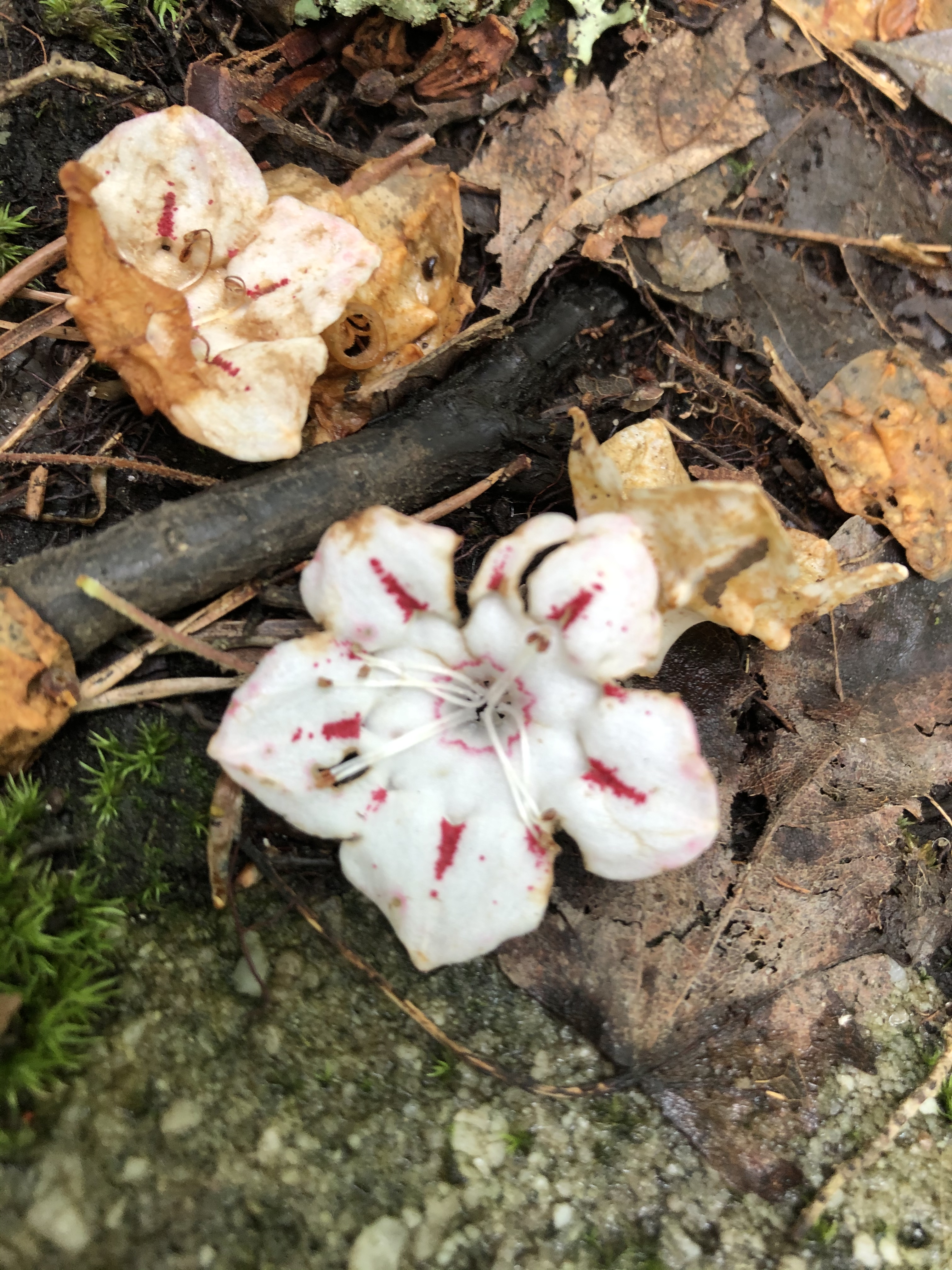 rhododendron in Desoto