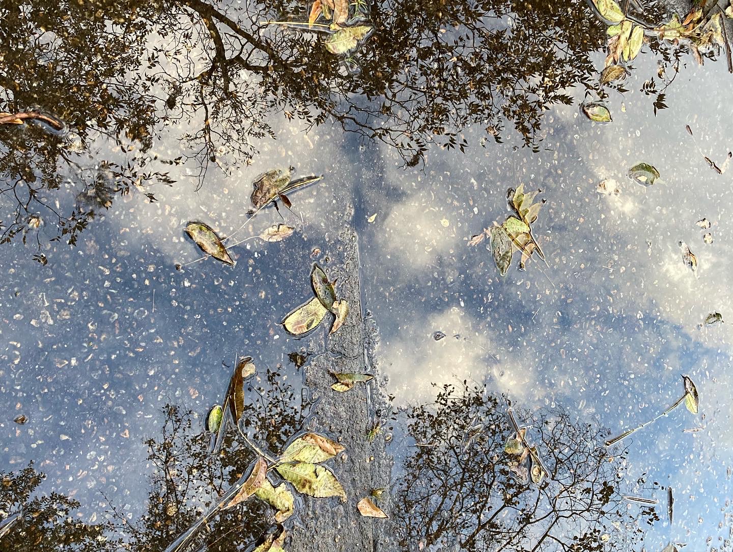 puddle sky leaves Foster Dickson