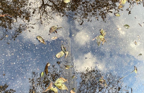 puddle sky leaves Foster Dickson