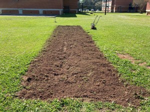 revived school garden bed