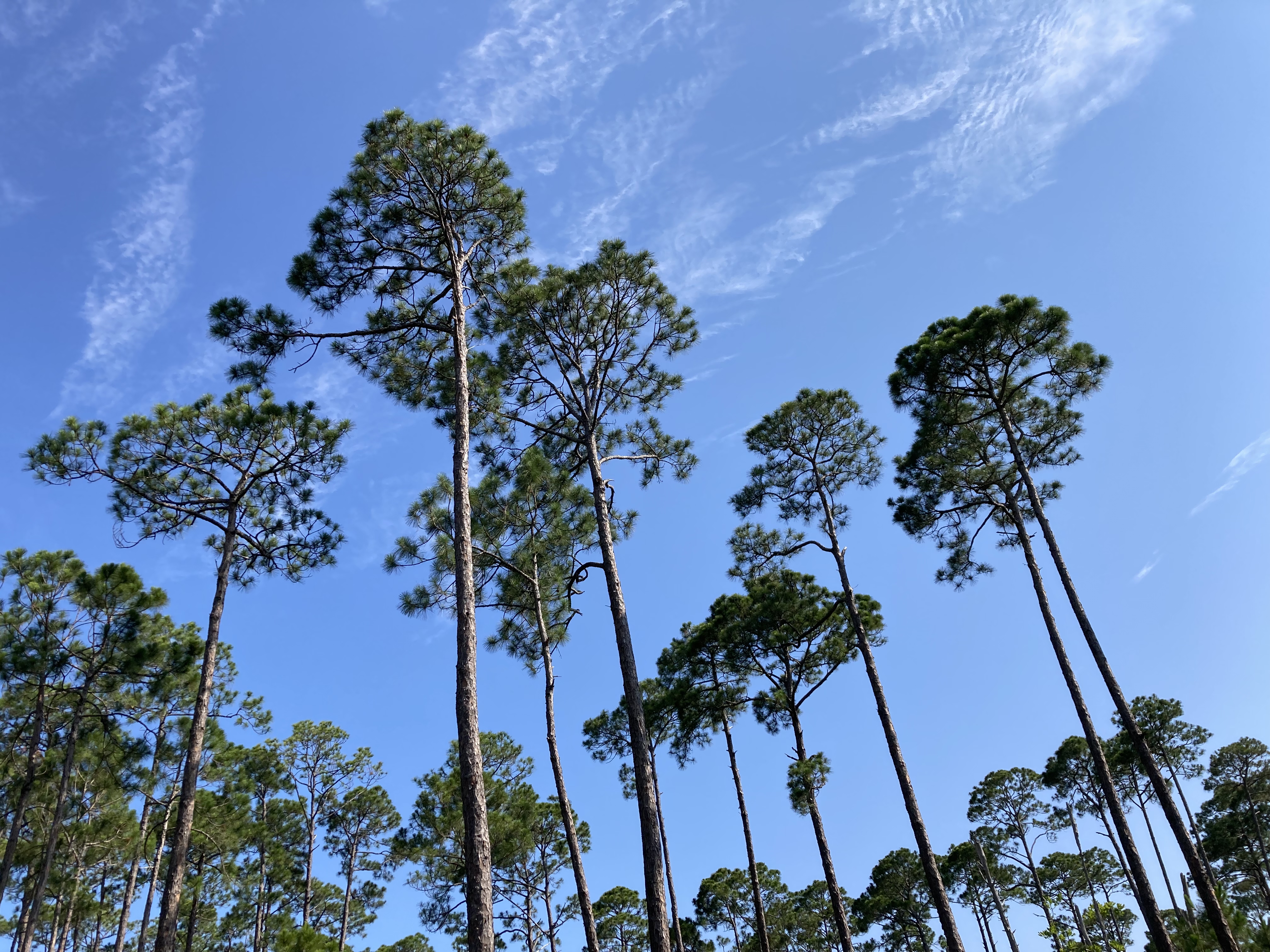 topsail hill state park Foster Dickson