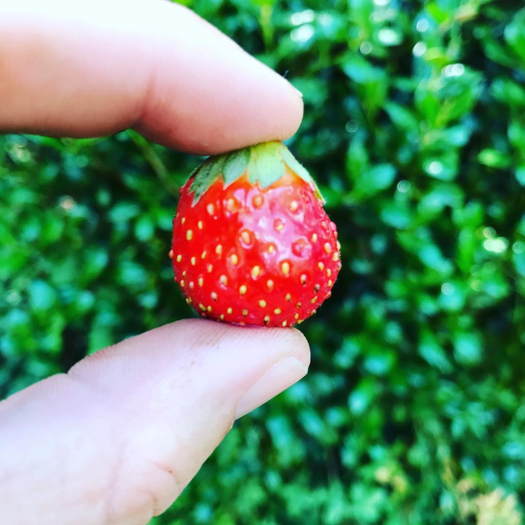 tiny strawberry held by forefinger and thumb