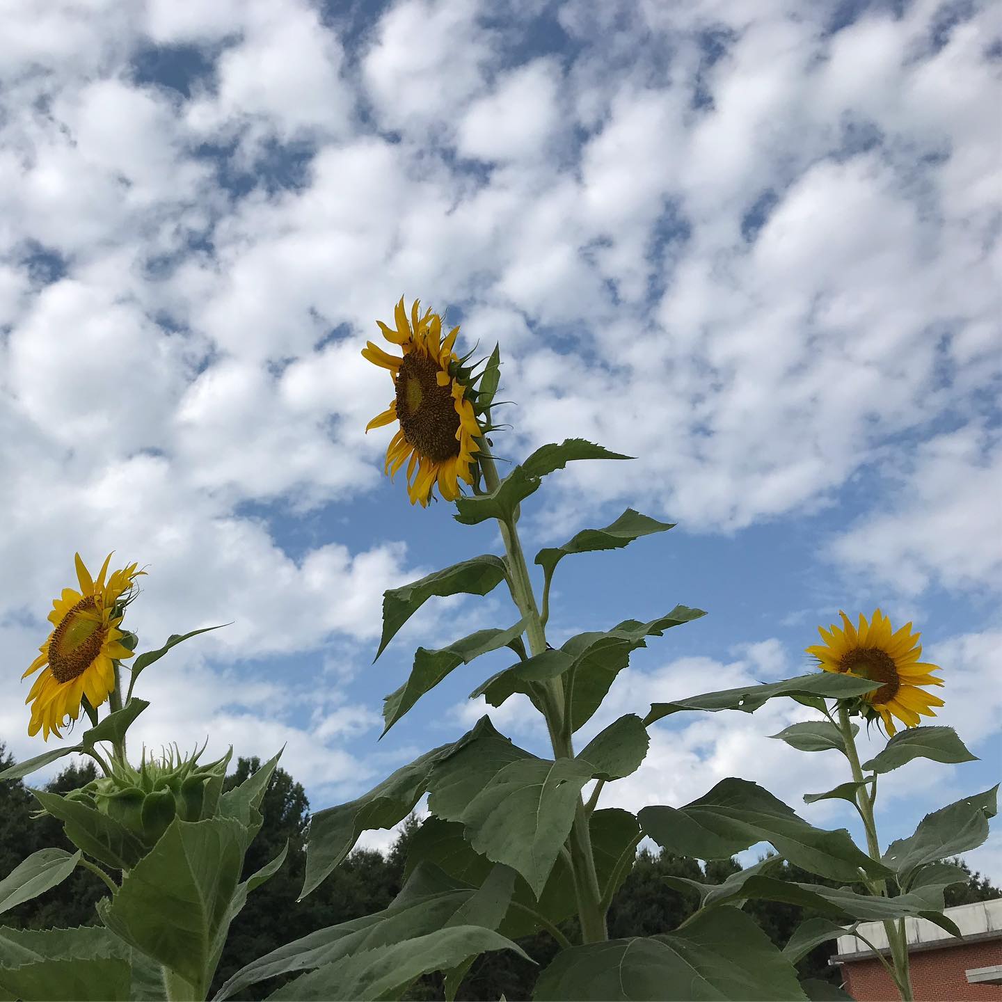 sunflowers sky